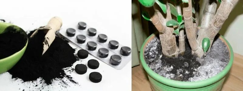 Полив активированным углем. Уголь для комнатных растений. Черные таблетки. Подкормка комнатных цветов активированным углем. Активированный уголь.