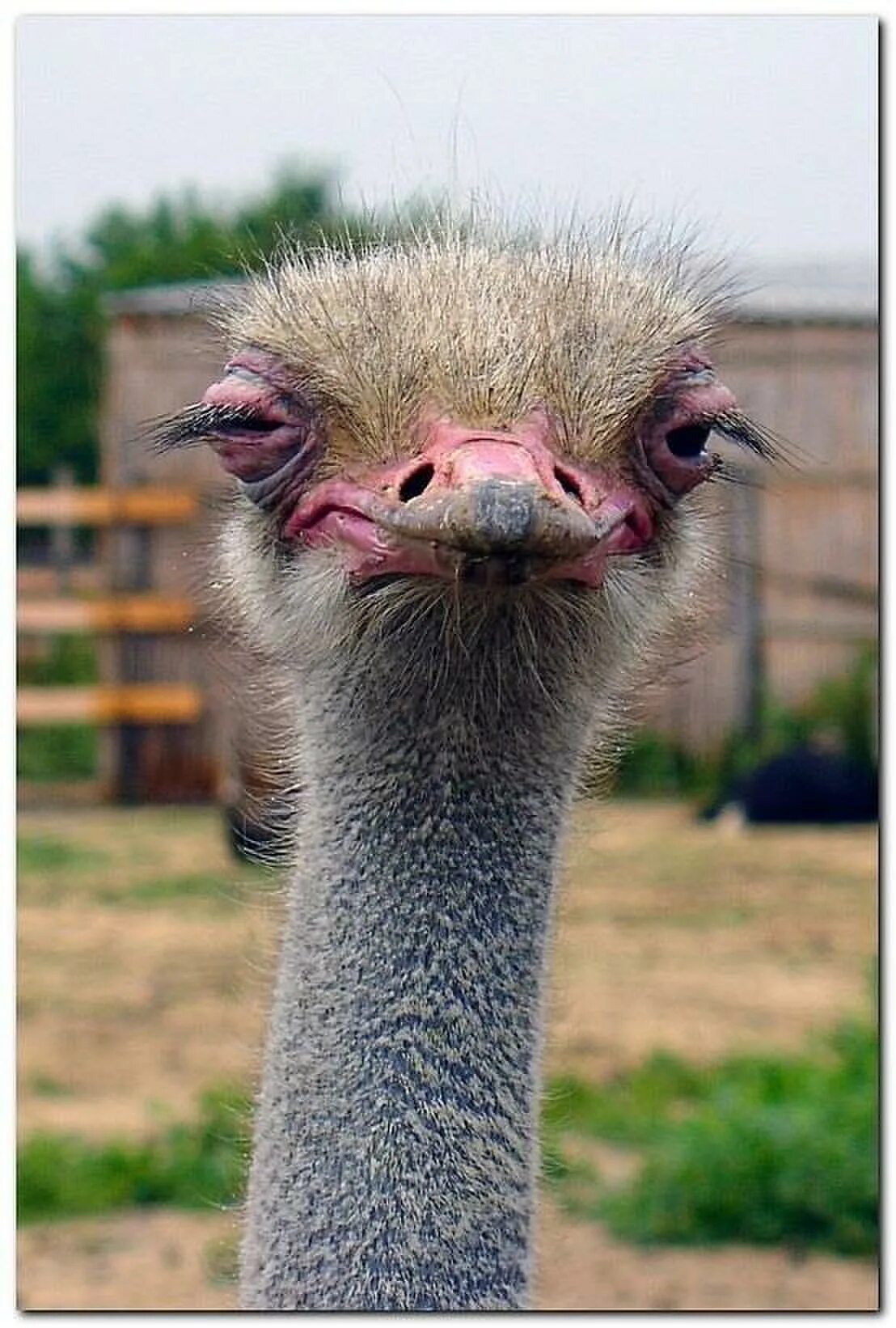 1 страус остался. Агрессивный страус. Африканский страус. Страусовых. Страус 3 класс.