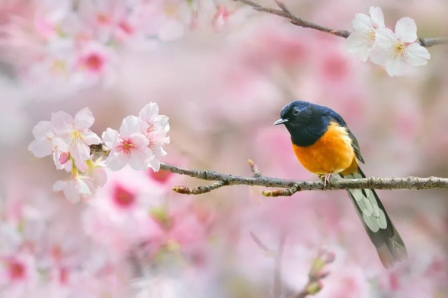 Сью Хсу птица. Птица на ветке. Птицы весной. Spring singing