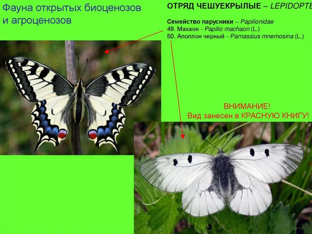 Значение отряда чешуекрылые. Махаон отряд чешуекрылые. аполлон отряд чешуекрылые. махаон красная книга. махаон занесен в красную книгу.