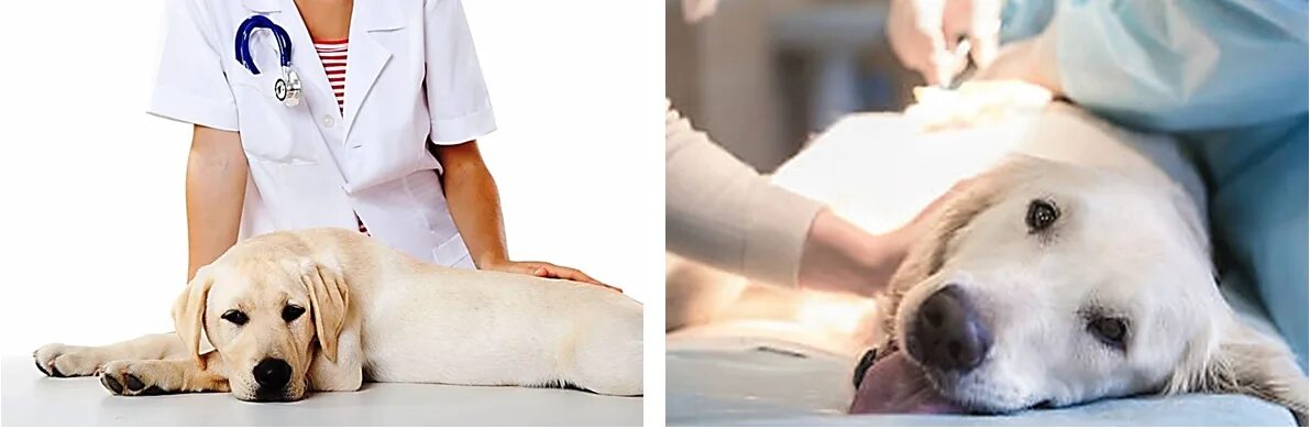 лейкоз у собак. лейкоз у собак. лейкоз у собак. лейкоз у собак. лейкоз у собак.