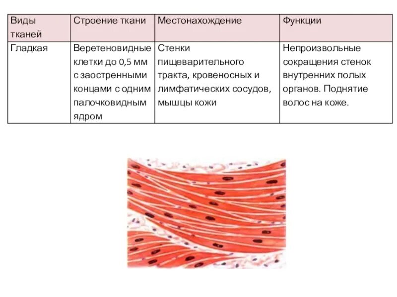 Какая функция мышечных тканей