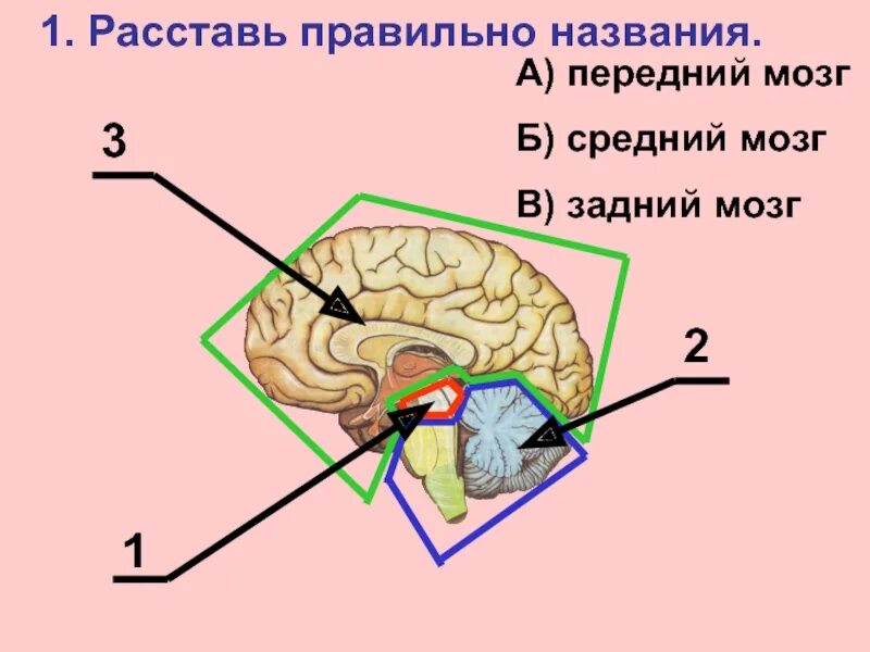 Отделы головного мозга передний средний задний. Головной мозг передний средний задний мозг. Тест строение головного мозга 8 класс. Строение и функции среднего мозга мозга.