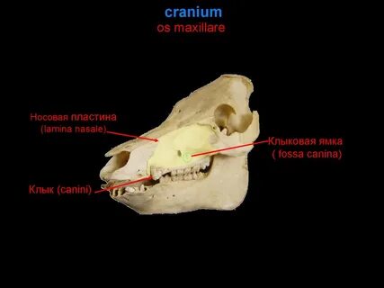 Клыковая
