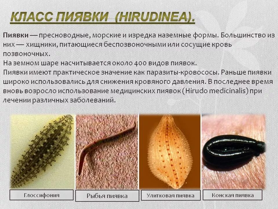 Пиявки образ жизни. Пиявка ложноконская пиявка. Кольчатые черви пиявки строение. Кольчатые черви пиявки строение. Малая ложноконская пиявка erpobdella octoculata.