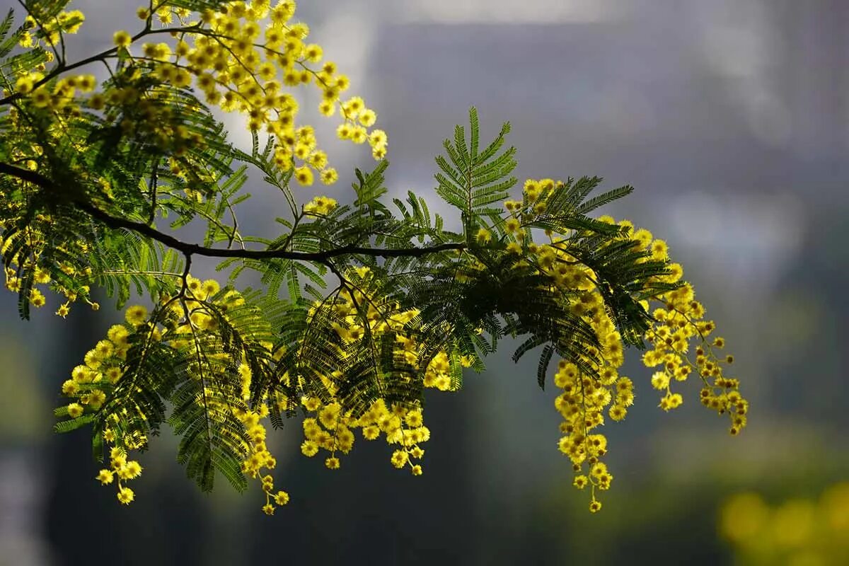 Мимоза описание растения. Акация серебристая Мимоза. Акация серебристая (Acacia dealbata). Серебряная Акация Мимоза. Мимоза дерево.