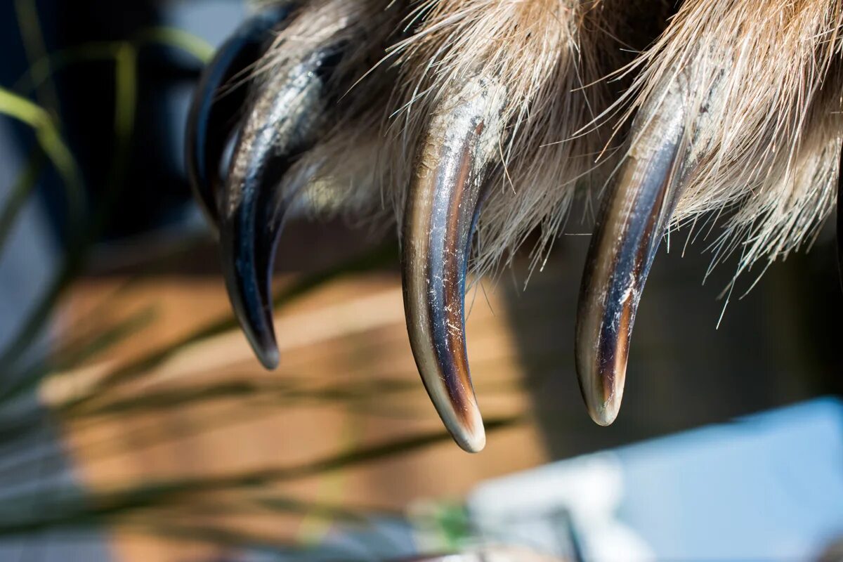 Sharp claws