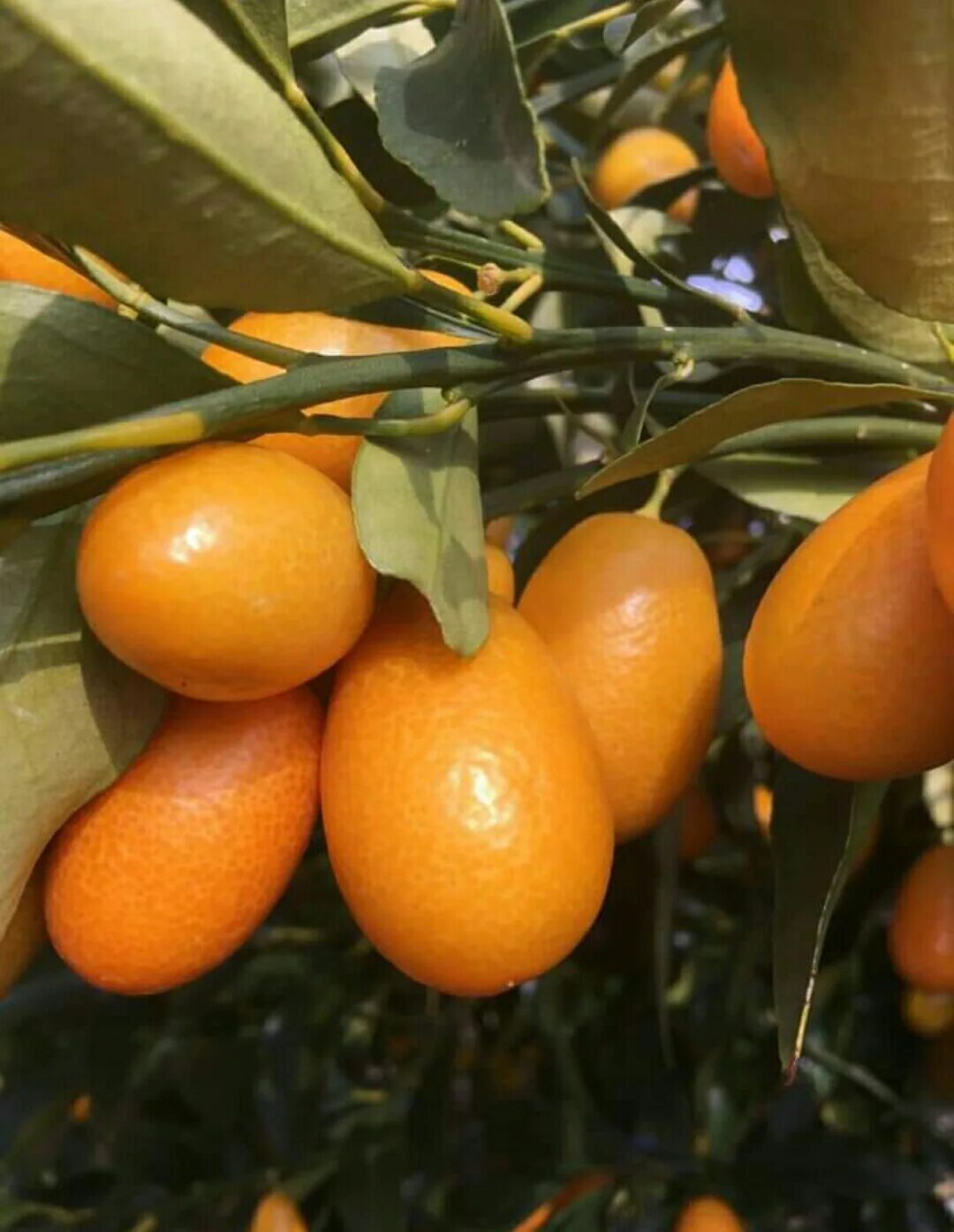 Кумкват сорта. Кумкват. кумкват мандарин. кумкват киви. кумкват абхазский.