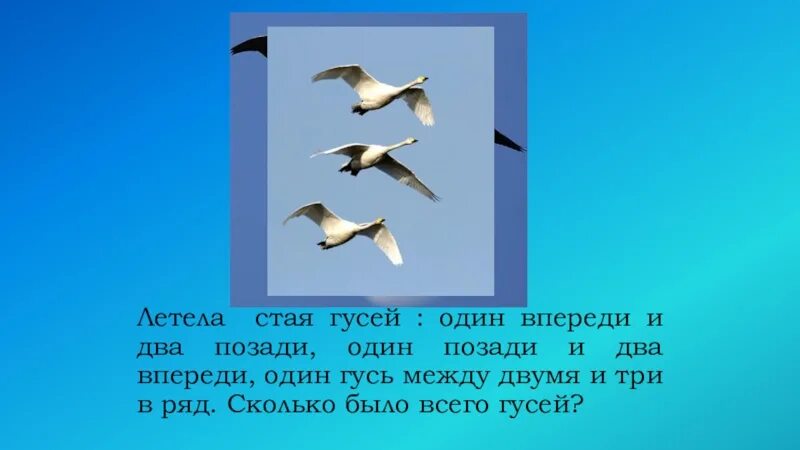 Загадка летела стая птиц. Стая гусей летит. Летят гуси: один впереди,один позади. Летела стая гусей один впереди два позади один позади и два. Летели гуси один вперед.