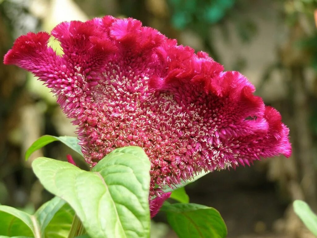 целозия гребенчатая. роза королевский бархат темно-бордовая грандифлора. цветок красный бархатный. цветок вельвет. целозия кристата.