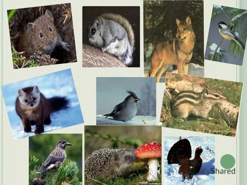 Маралы горный алтай. Животный мир татарстана 3 класс. Животный мир татарстана. Дикие животные татарстана. Животный мир татарстана.