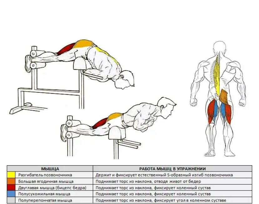 Разгибание поясницы. Гиперэкстензия упражнение для разгибателей спины. Гиперэкстензия схема упражнения. Гиперэкстензия - упражнение для мышц спины. Гиперэкстензия задействованные мышцы.