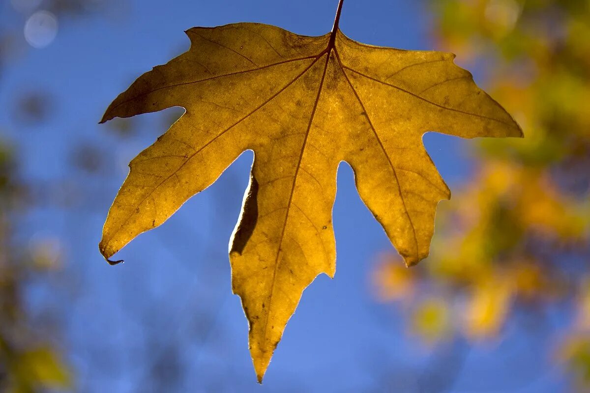 Leaves start falling. Жалбырак фон. idea leaves.