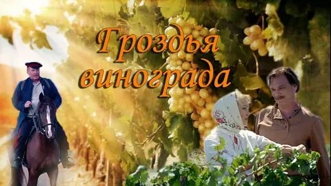 Гроздья винограда 2016