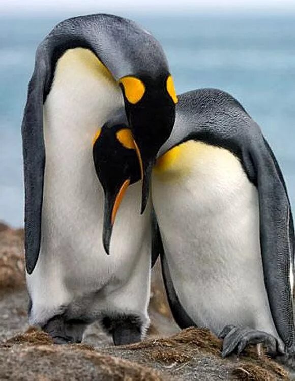 Capture animals