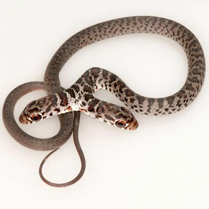 Двуглавая змея. Гадюка Рассела. Королевская Кобра двухголовая. Флоридская Королевская змея.