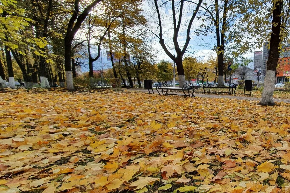 Опавшие листья в городе. Опавшая листва в городе. сквер с опавшими листьями. опавшие листья во дворах. опавшая листва бульвар.