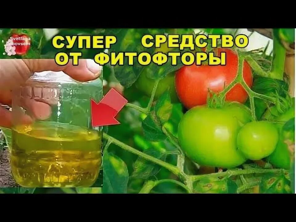 Сода против фитофторы. Фурацилин для томатов от фитофторы. фурацилин для помидор от фитофторы как разводить.
