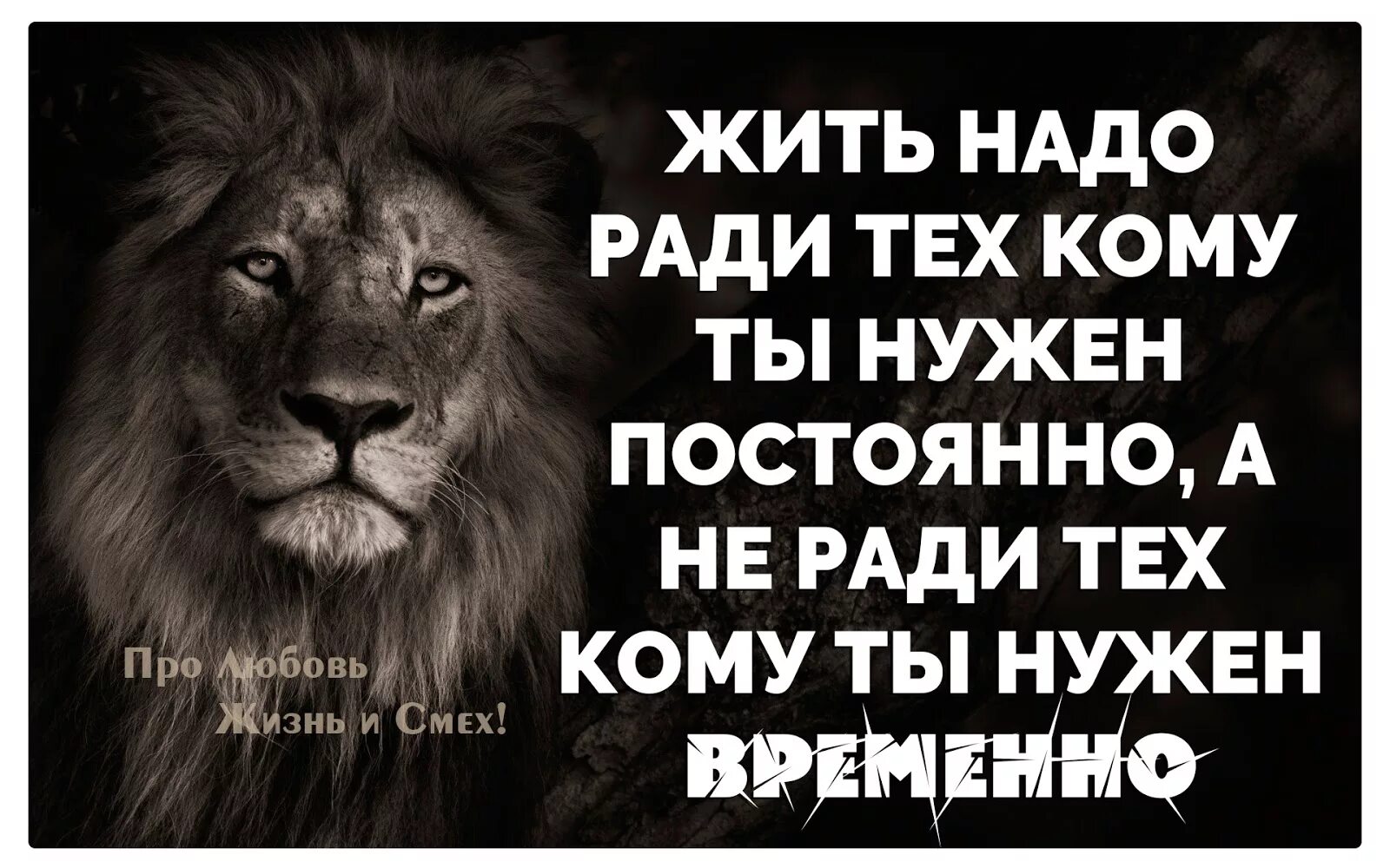 Жить надо ради. Цитаты про Львов. Лев цитаты. Цитаты про Льва со смыслом. Цитаты про Львов со смыслом.