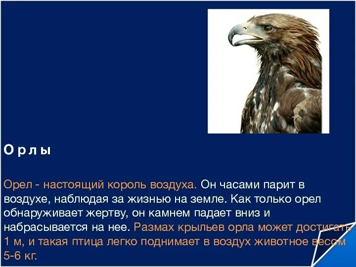Орел сколько литров. Орел в воздухе. настоящий орел. парящий орёл славянский. вес орла.