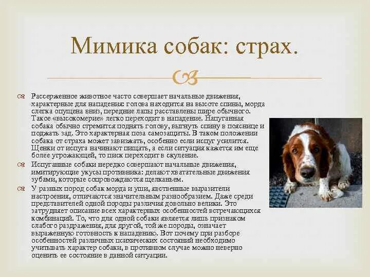 Описание собаки 5 класс русский язык. Рассказ о животном собаке. Сообщение о домашних животных собака. Собака в движении. Научное описание собаки.