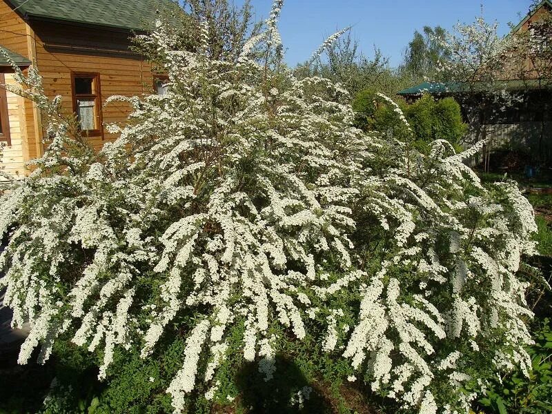 Спирея грефшейм фото и описание кустарника. Спирея Грефшейм. Спирея серая Гринштейн. Спирея серая Грефшейм. Спирея «Грефшайм с2».