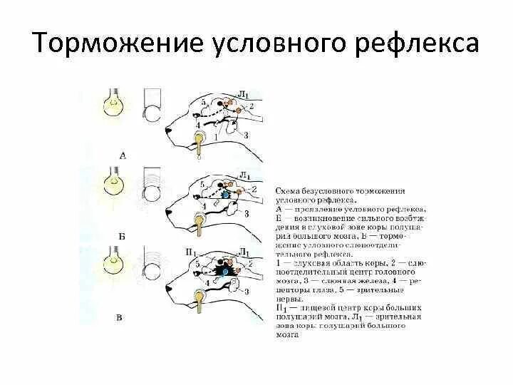 Характеристика видов торможения условных рефлексов. Пример внешнего безусловного торможения условного рефлекса. Рефлекторная дуга процессов торможения. Торможение условных рефлексов схема.