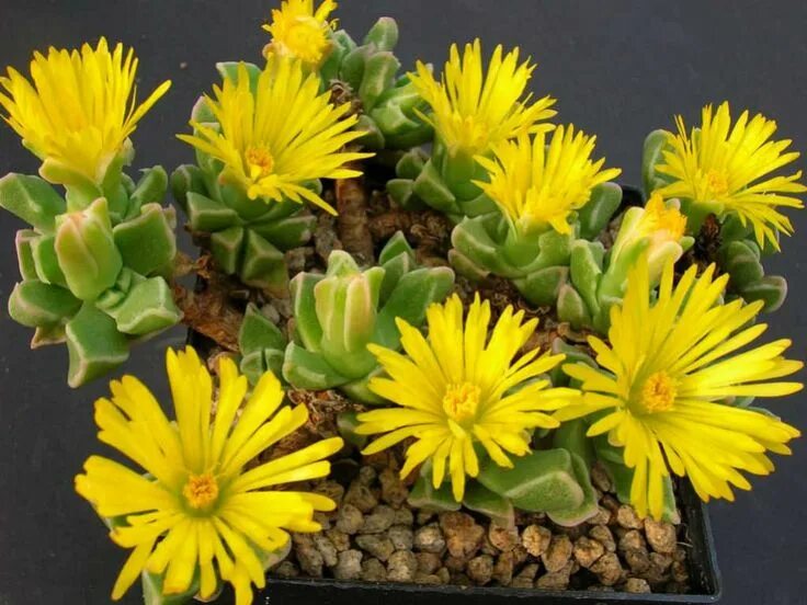 Faucaria subintegra Surreal Succulents Succulents, Planting succulents, Plants