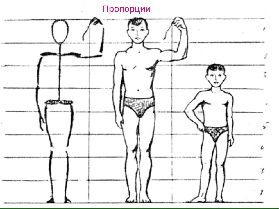 Схема человека для детей. Пропорции фигуры человека для детей. Пропорции человека схема. Строение человека изо. Пропорции тела человека рисунок.