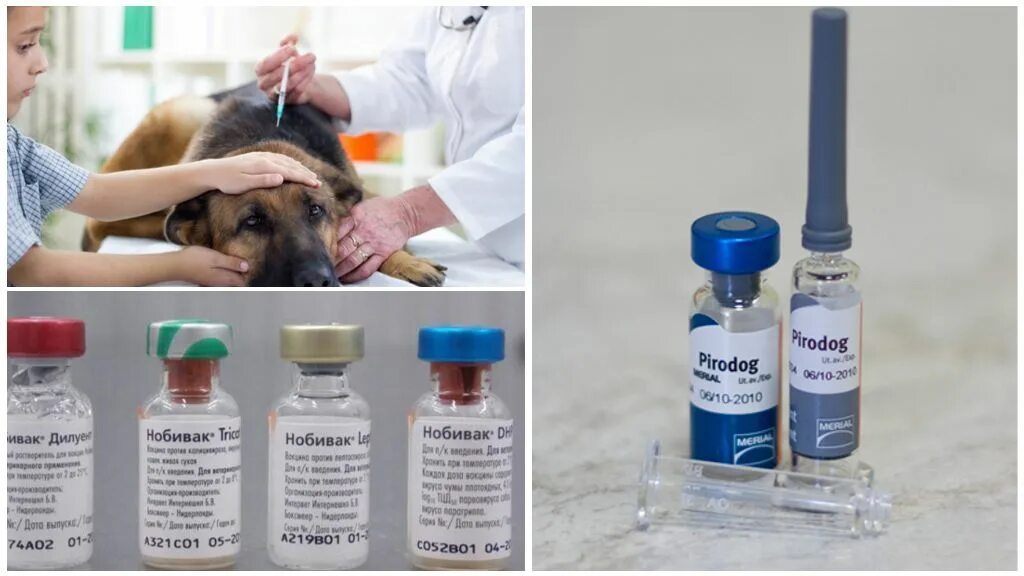 Уколы при укусе собаки. Нобивак вакцина от клещей для собак. Препараты против пироплазмоза собак. Пиродог вакцина. Вакцина против пироплазмоза КРС.