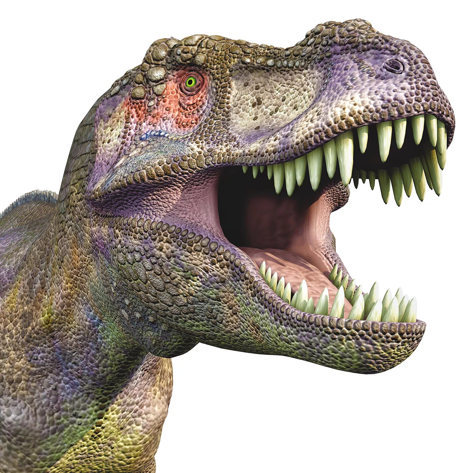 Тираннозавр картинки. Рекс Тирекс. T Rex Тираннозавр. Динозавра Террано Рекса. Тираннозавр ти рекс для детей.