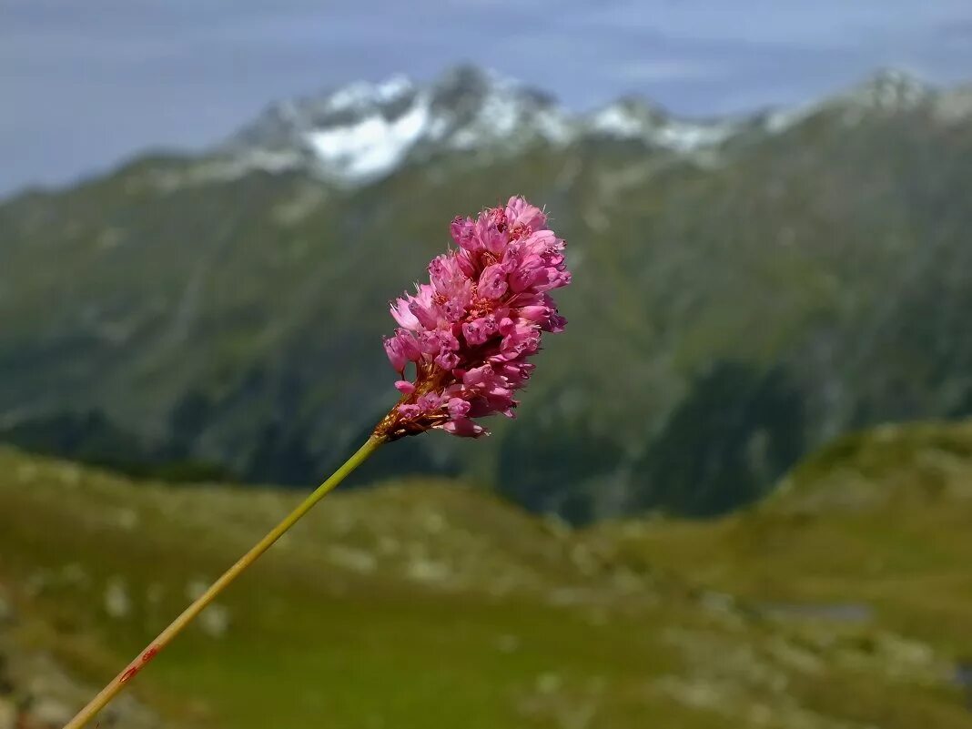 мясо по узбекски острое мясо по узбекски. курдюк баранина дагестанские. мясо горца. мясо горца. кавказец в папахе.