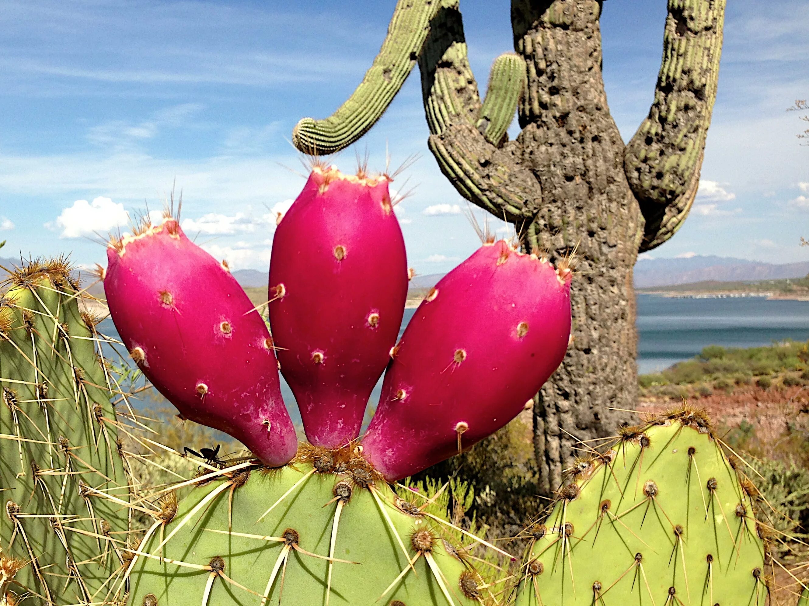 Mexican cactus. Опунция (Opuntia). Опунциевые кактусы. Кактус опунция индийская. Кактус опунция Мехико.