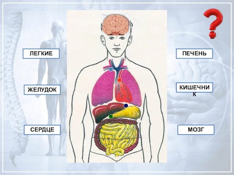 Внутренние органы человека схема. Макет внутренних органов человека. Внутренние органы человека для детей. Схема строения тела человека с внутренними органами.