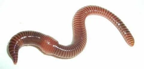 Сексуалды ресейлік фемдом бейне