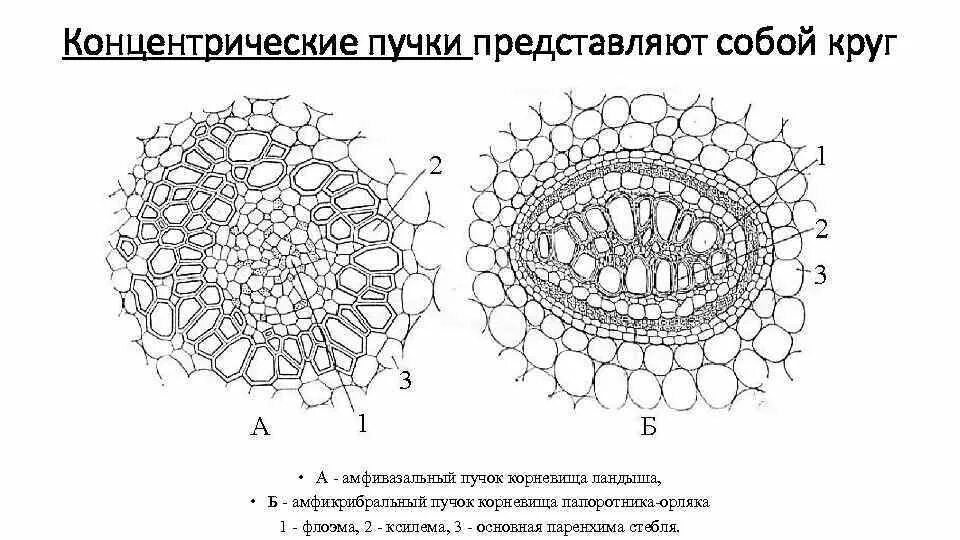 Рассмотрите фотографию проводящего пучка и определите типы. Поперечный срез корневища орляка. Строение корневища орляка. Поперечный срез папоротника орляка. Поперечный срез корневища папоротника орляка.