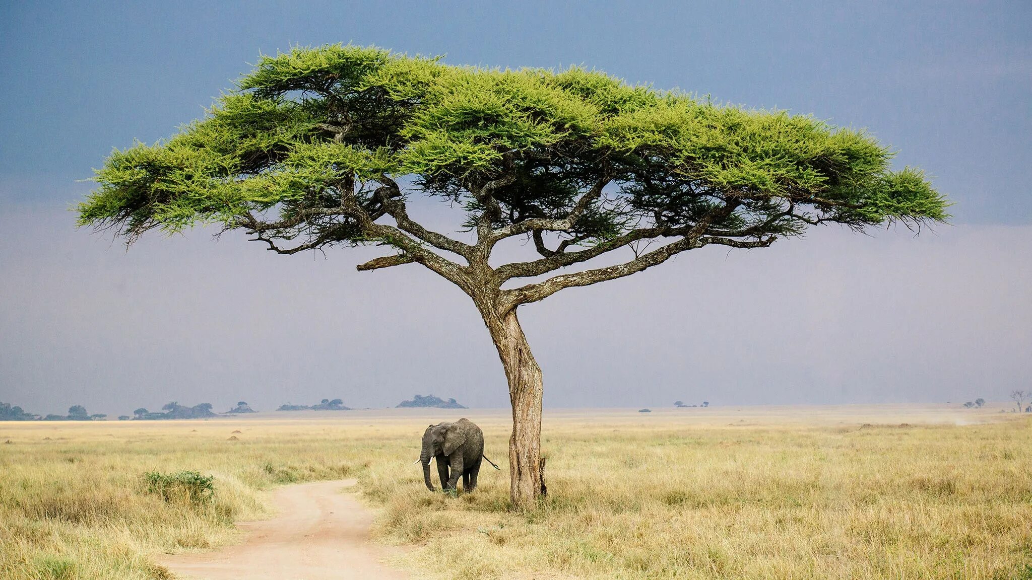 Trees travel