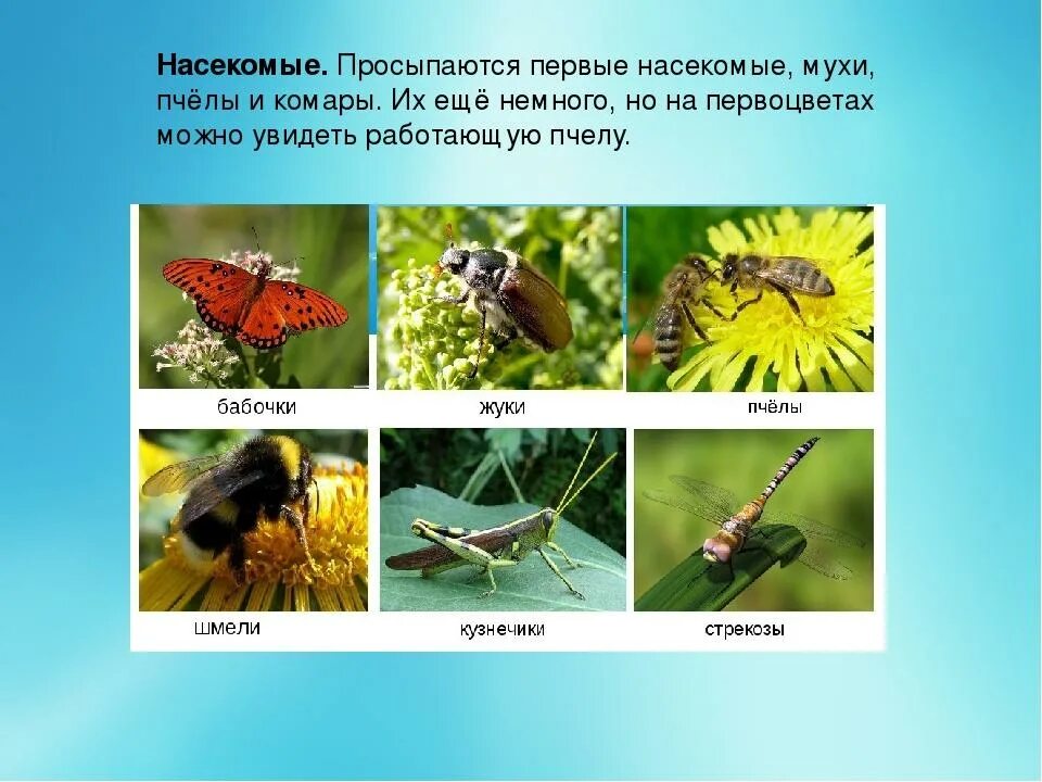 Класс насекомые. Насекомые биология. Презентация по насекомым. Насекомые примеры животных. Животные класс насекомые.
