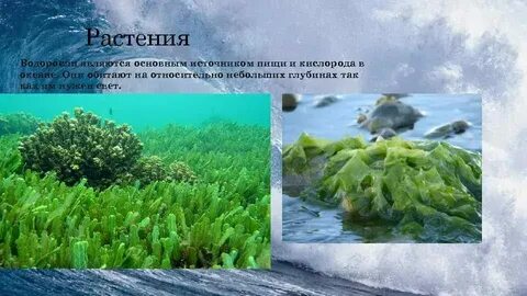 Растения на суше и в воде