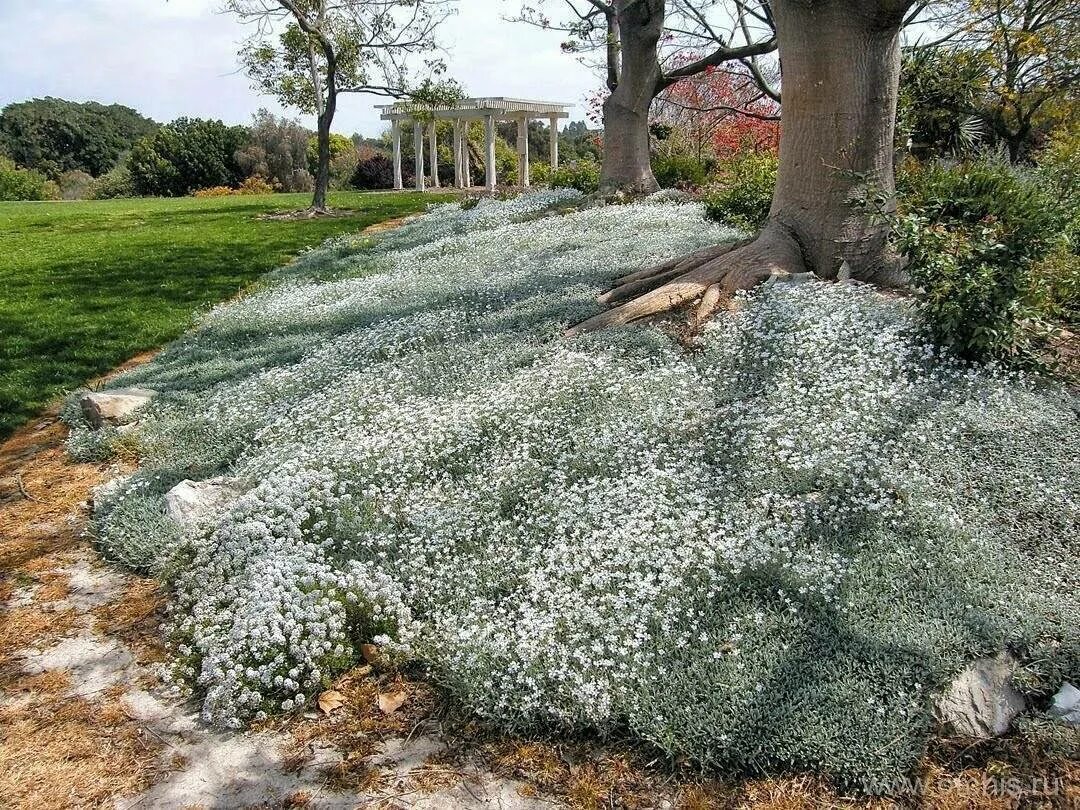 Растение ясколка фото. Ясколка Биберштейна. Ясколка Биберштейна Cerastium biebersteinii. Ясколка войлочная columnae. Ясколка войлочная Биберштейна.