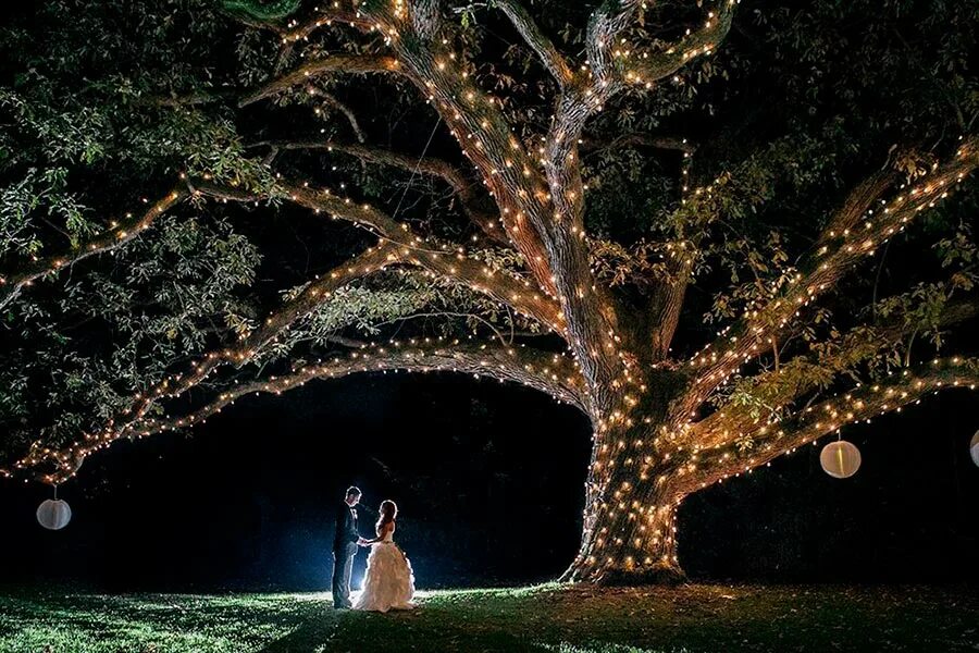 Брачное дерево. Свадебное дерево. Подсветка деревьев. Свадьба под деревом. Дерево невеста.