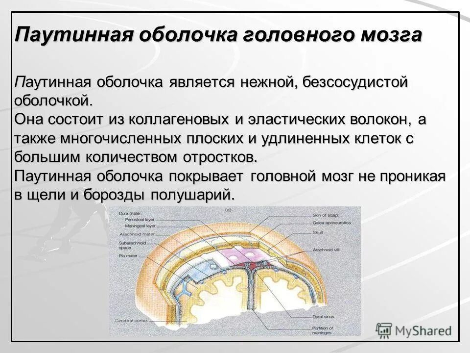оболочками головного мозга являются. оболочки головного мозга твердая паутинная и мягкая. оболочками головного мозга являются. оболочки головного мозга твердая паутинная и мягкая. грануляции паутинной оболочки головного мозга.