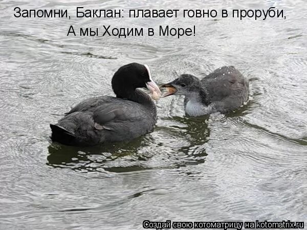 какашки плавают