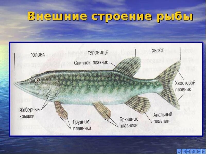 Презентации строение рыб. Внешнее строение щуки. внешнее строение рыбы щука. строение щуки биология 7 класс. внешнее строение щуки рисунок.