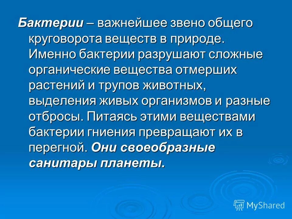 почему бактерии называются санитарами нашей планеты. почему бактерии санитары нашей планеты. вредные бактерии названия. бактерии разложения и гниения. почему бактерии называют санитарами нашей планеты.