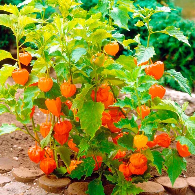Физалис Deodar SEEDS COMPANY Овощи - купить по выгодным ценам в интернет-магазин