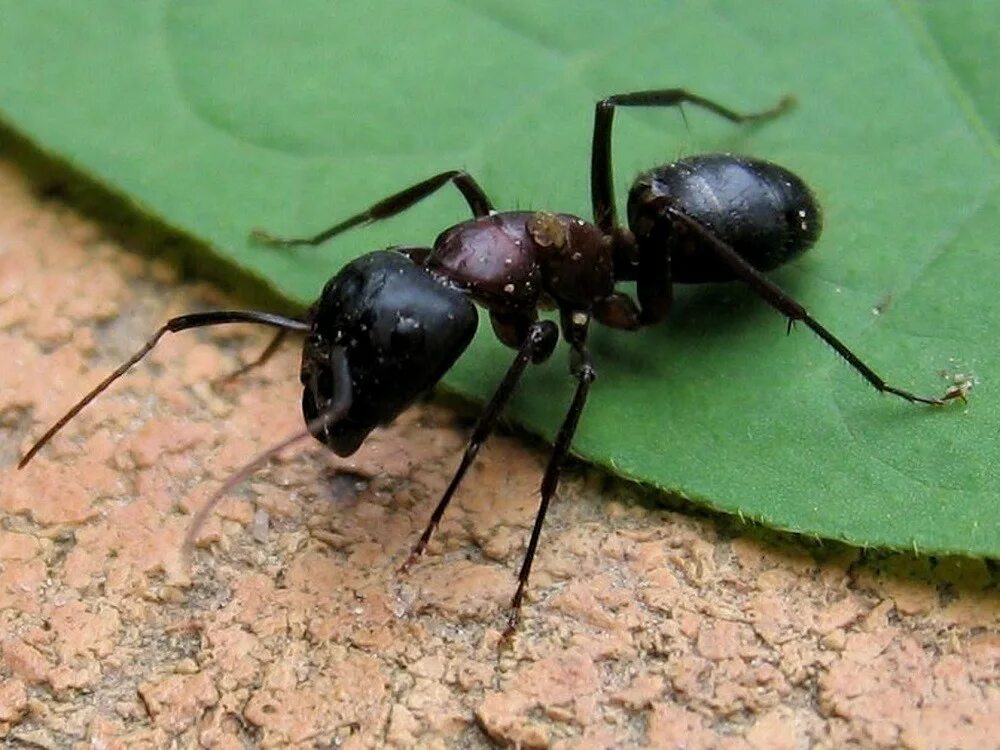 В африке водятся муравьи которые устраивают. Красногрудый муравей-древоточец. Черноголовый Лесной муравей. Садовые муравьи. Черный муравей.