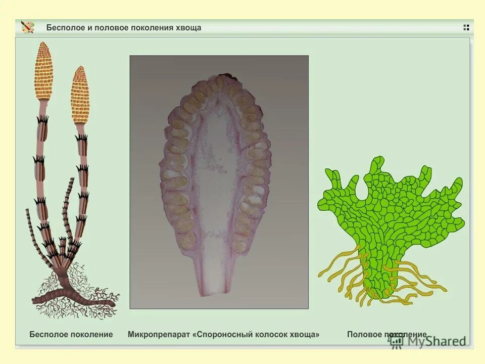 хвощ под микроскопом. поперечный срез стебля хвоща. элатеры у хвощей. хвощ полевой анатомическое строение. срез спороносного колоска селагинеллы.