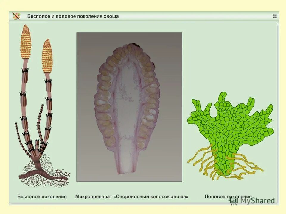 Строение спороносного колоска хвоща. Спороносный Колос ок хвощей. Микропрепарат спороносный колосок хвоща. Строение стробила хвоща.