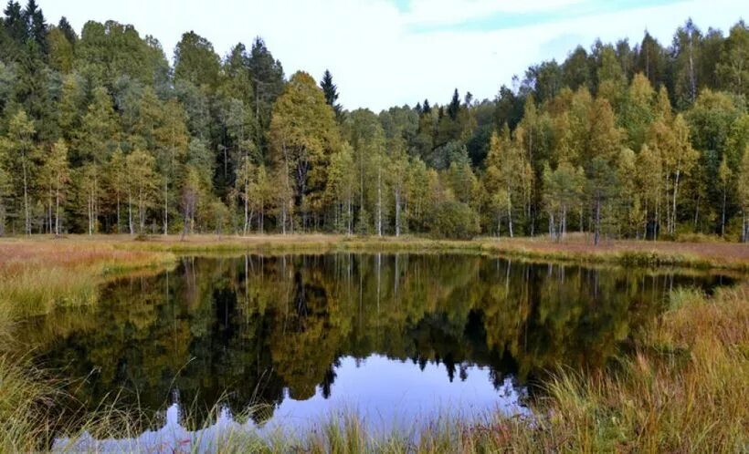 Тихвин природный парк «вепсский лес». Тихвин сосновый бор. Тихвинский лес. Вепсский лес природный парк. Оять река вепсский лес.
